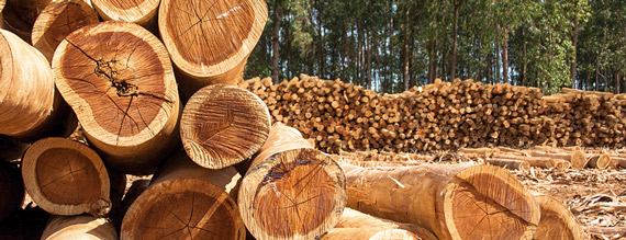 Exploração de eucalipto em SC: Estado tem 10% do total de florestas plantadas do País