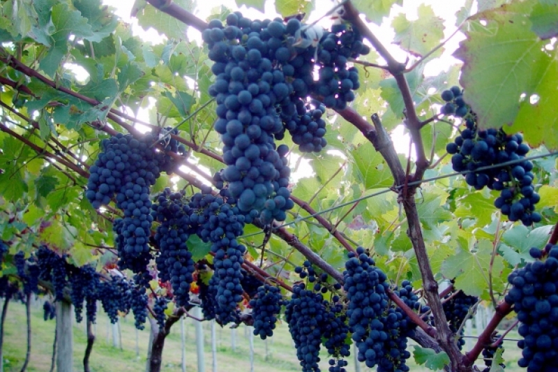 Sindivinho-SC debate logística reversa